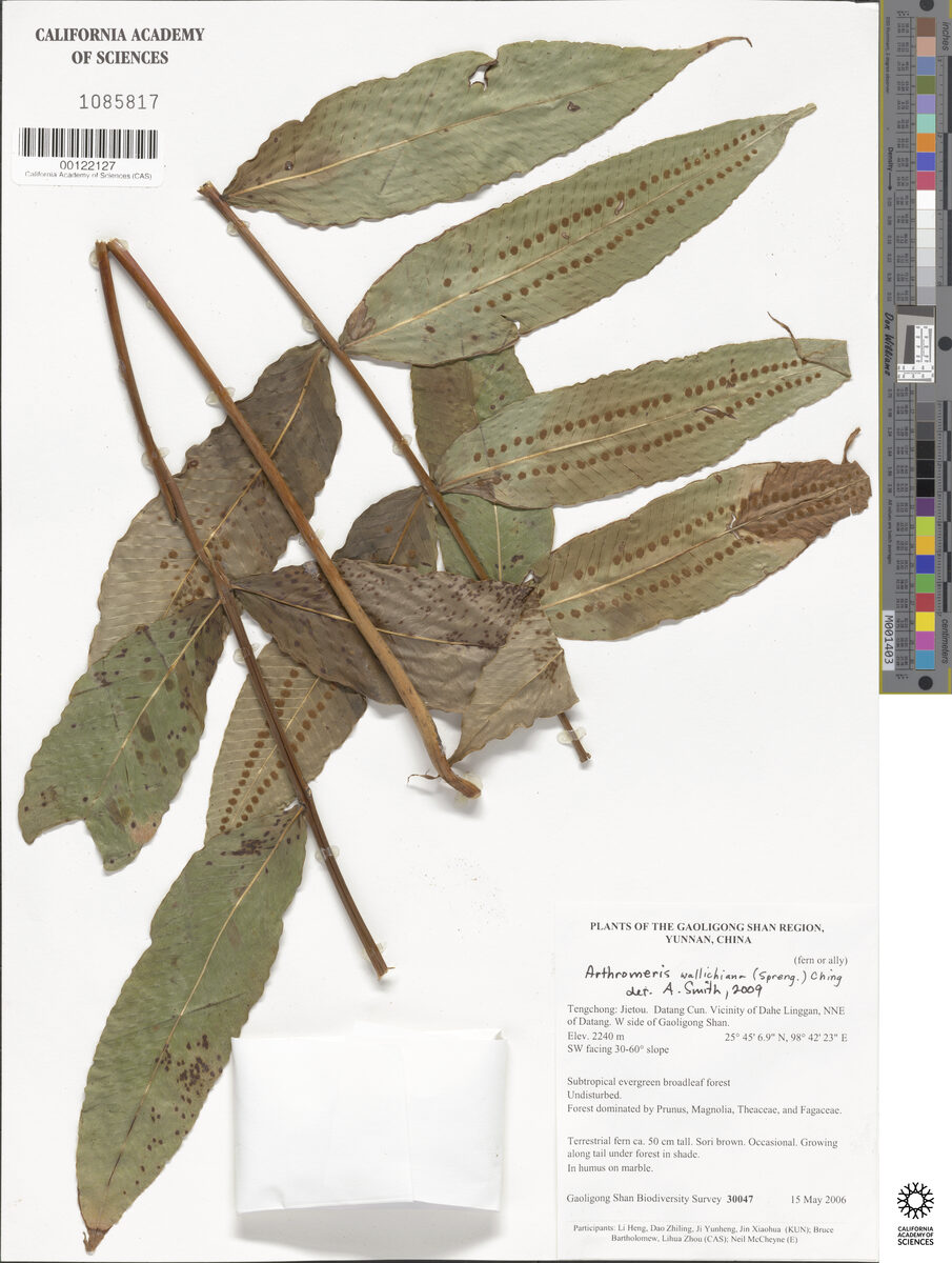 Arthromeris wallichiana - (Spreng,)Ching. — photo