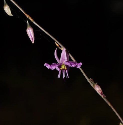 Arthropodium fimbriatum (Nodding Chocolate lily) — photo