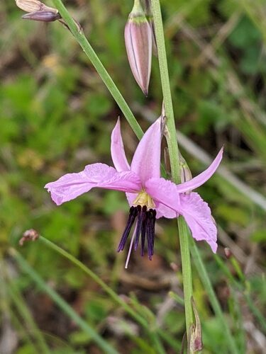 Arthropodium fimbriatum