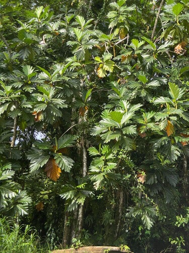 Artocarpus altilis