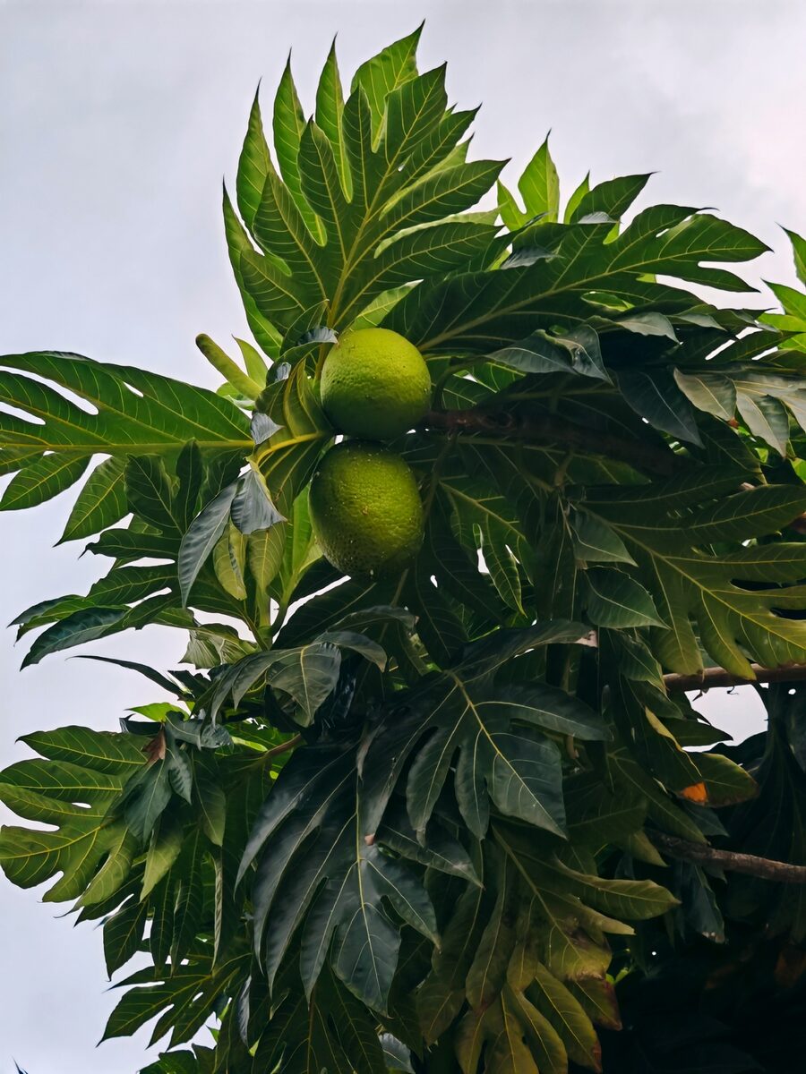 Artocarpus altilis (Breadfruit) — photo