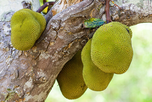 Artocarpus heterophyllus