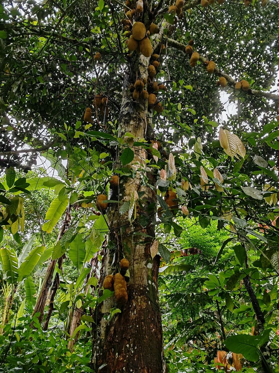 Artocarpus heterophyllus (Jackfruit) — photo