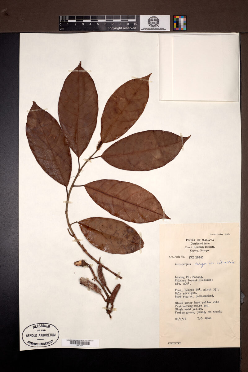 Artocarpus integer var. sylvestris (Bangkong) — photo