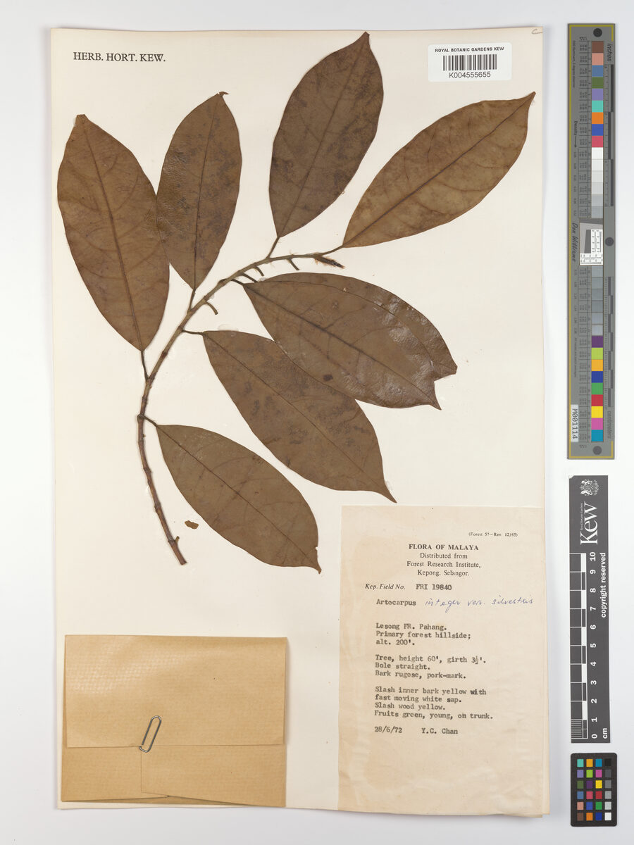 Artocarpus integer var. sylvestris (Bangkong) — photo