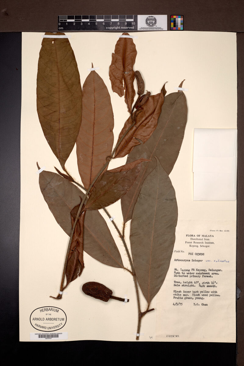 Artocarpus integer var. sylvestris
