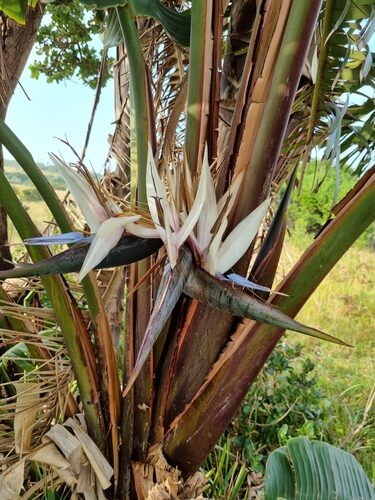 Artocarpus lowii (Miku) — photo