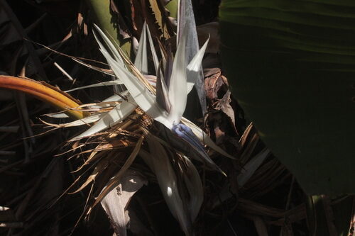 Artocarpus lowii (Miku) — photo
