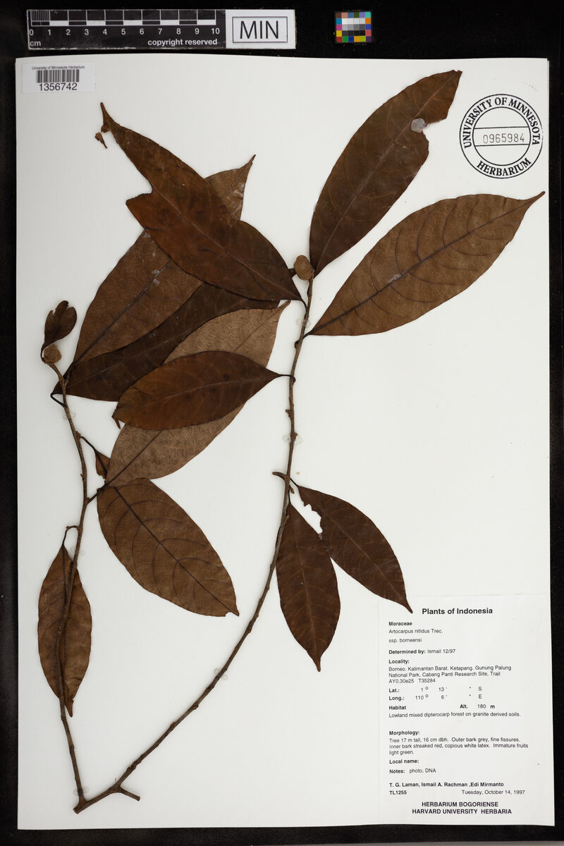 Artocarpus nitidus subsp. borneensis (Shiny tampang) — photo