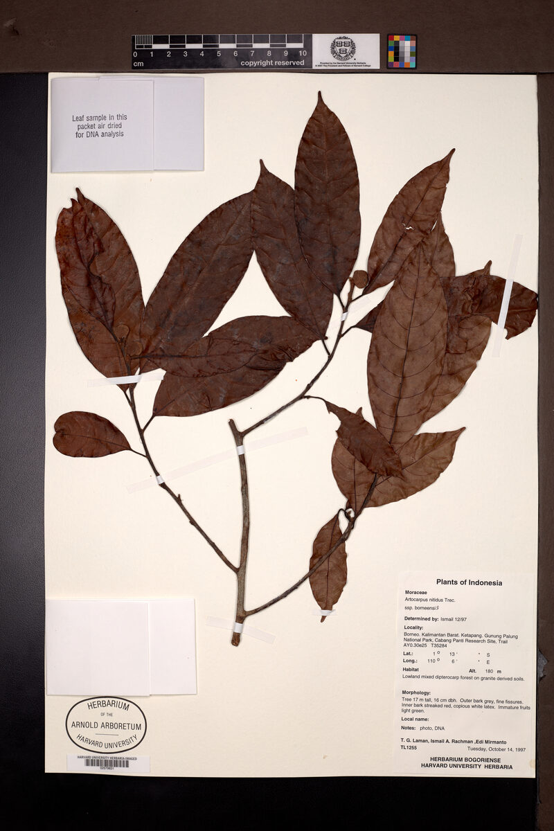 Artocarpus nitidus subsp. borneensis (Shiny tampang) — photo