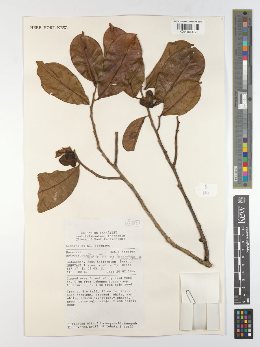 Artocarpus nitidus subsp. borneensis