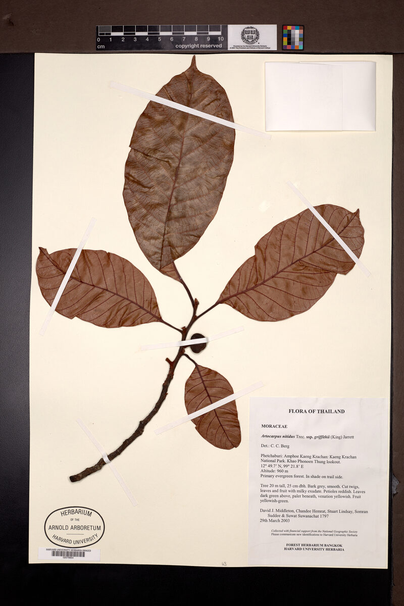 Artocarpus nitidus subsp. griffithii — photo