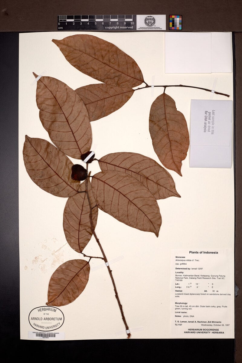 Artocarpus nitidus subsp. griffithii — photo