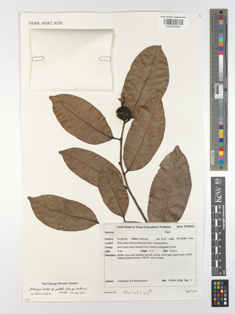 Artocarpus nitidus subsp. griffithii