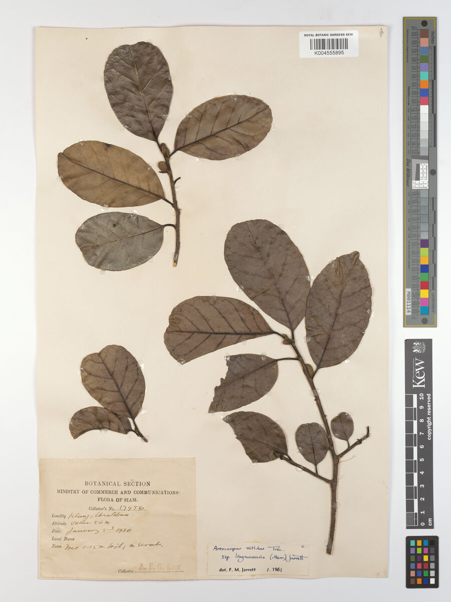 Artocarpus nitidus subsp. lingnanensis (Betau jackfruit tree) — photo