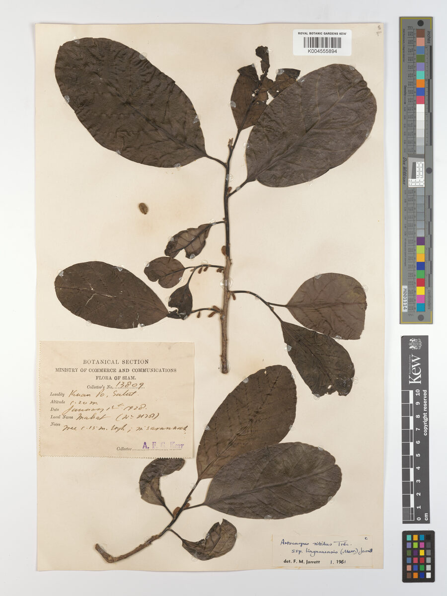 Artocarpus nitidus subsp. lingnanensis (Betau jackfruit tree) — photo