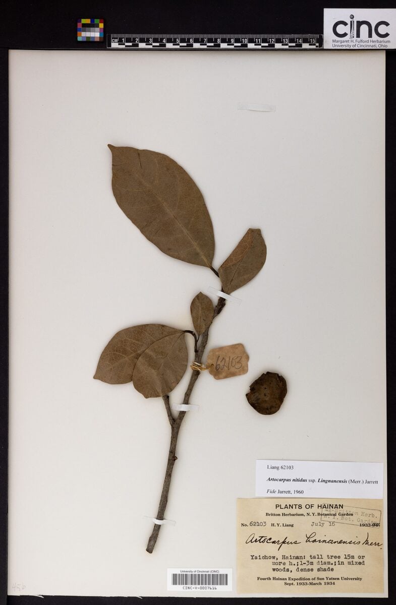 Artocarpus nitidus subsp. lingnanensis