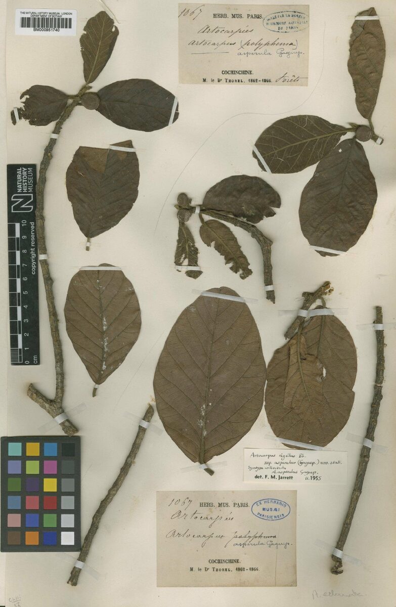 Artocarpus rigidus subsp. asperulus — photo