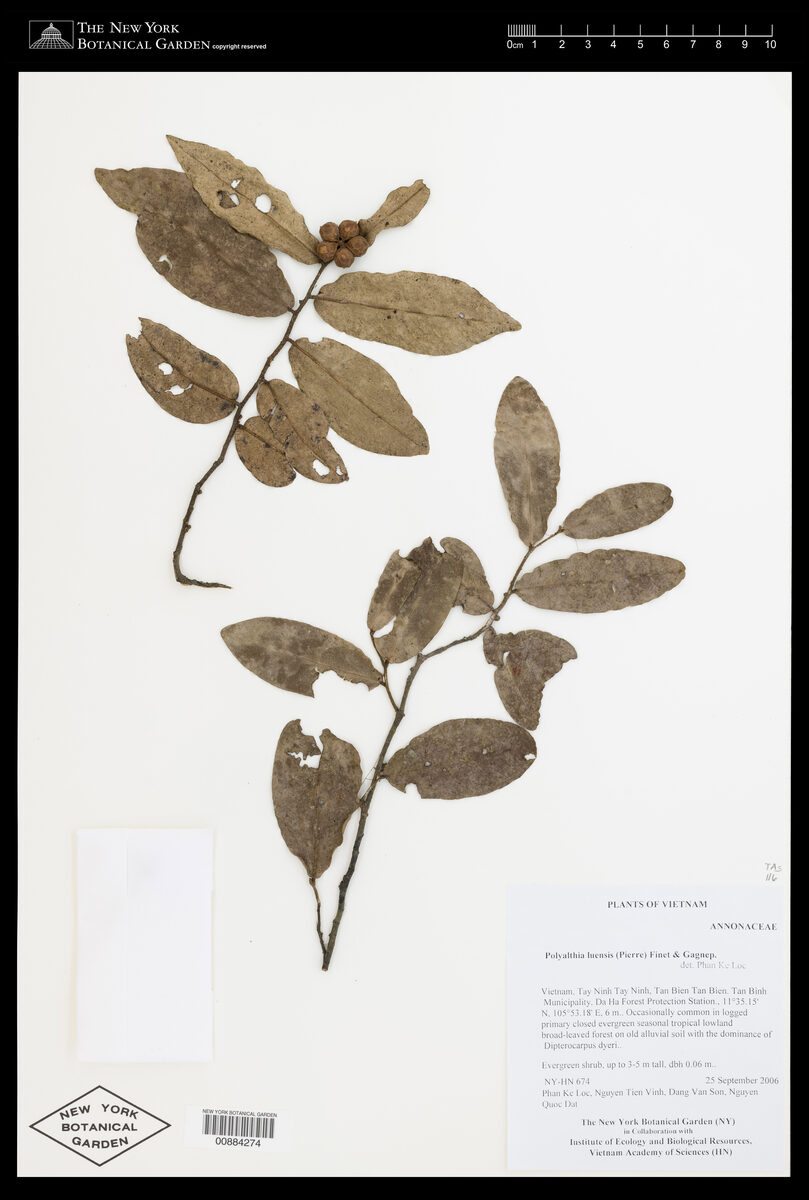 Artocarpus rigidus subsp. asperulus