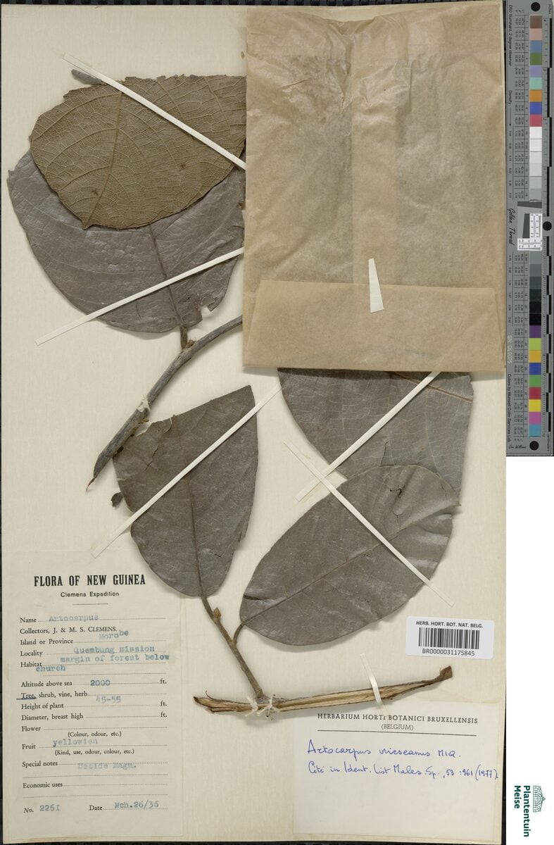 Artocarpus vriesianus (Umbopin) — photo