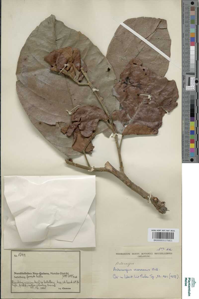 Artocarpus vriesianus (Umbopin) — photo