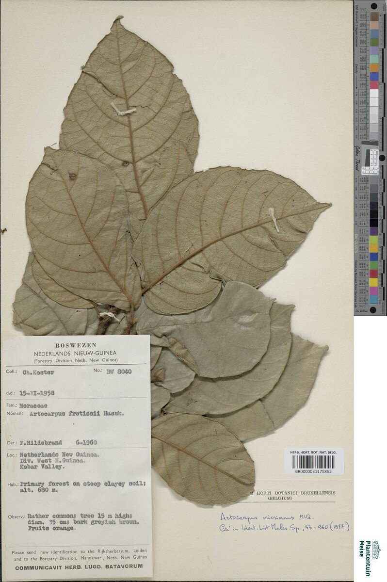 Artocarpus vriesianus