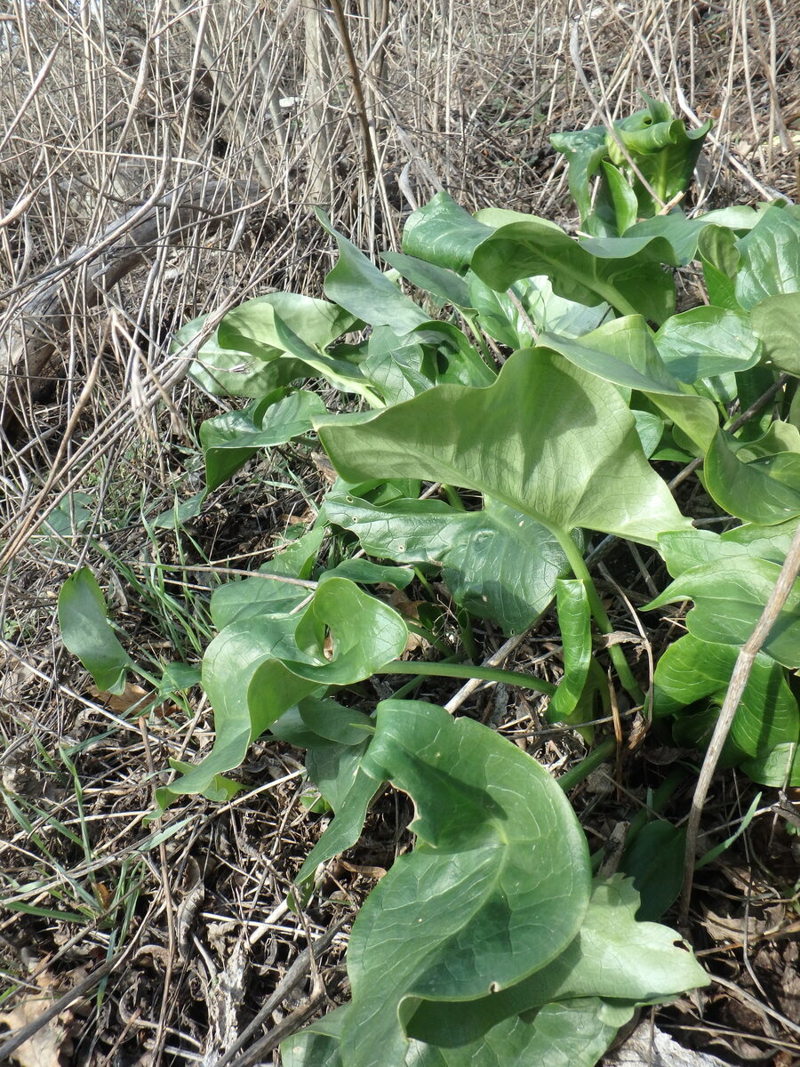 Arum italicum subsp. albispathum — photo