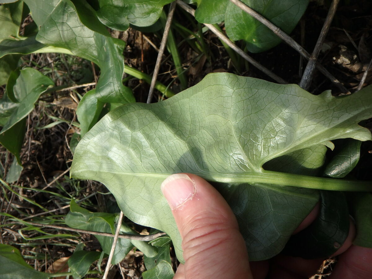 Arum italicum subsp. albispathum — photo