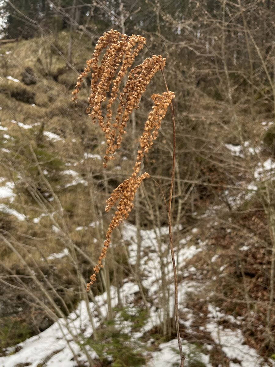 Aruncus dioicus - (Walter.)Fernald. (Goat's Beard) — photo