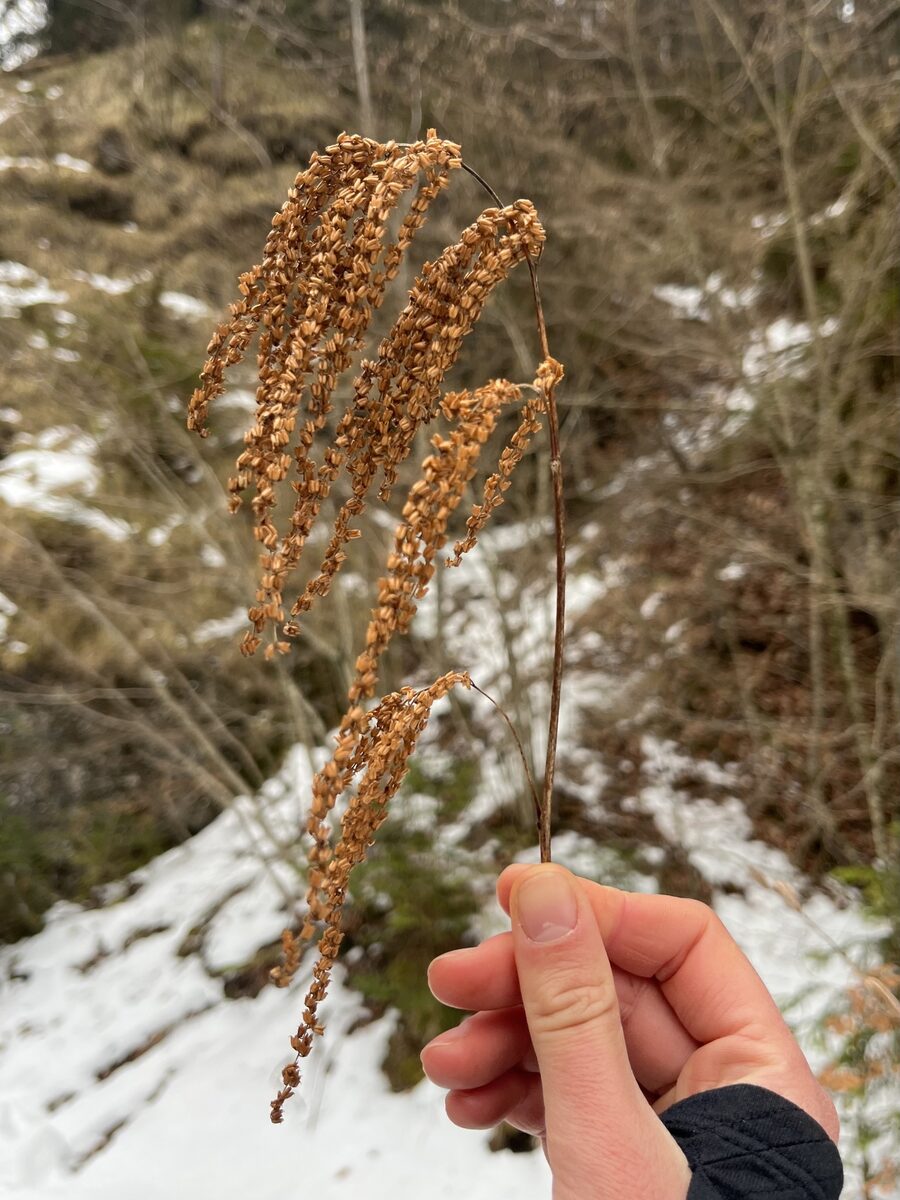 Aruncus dioicus - (Walter.)Fernald. (Goat's Beard) — photo