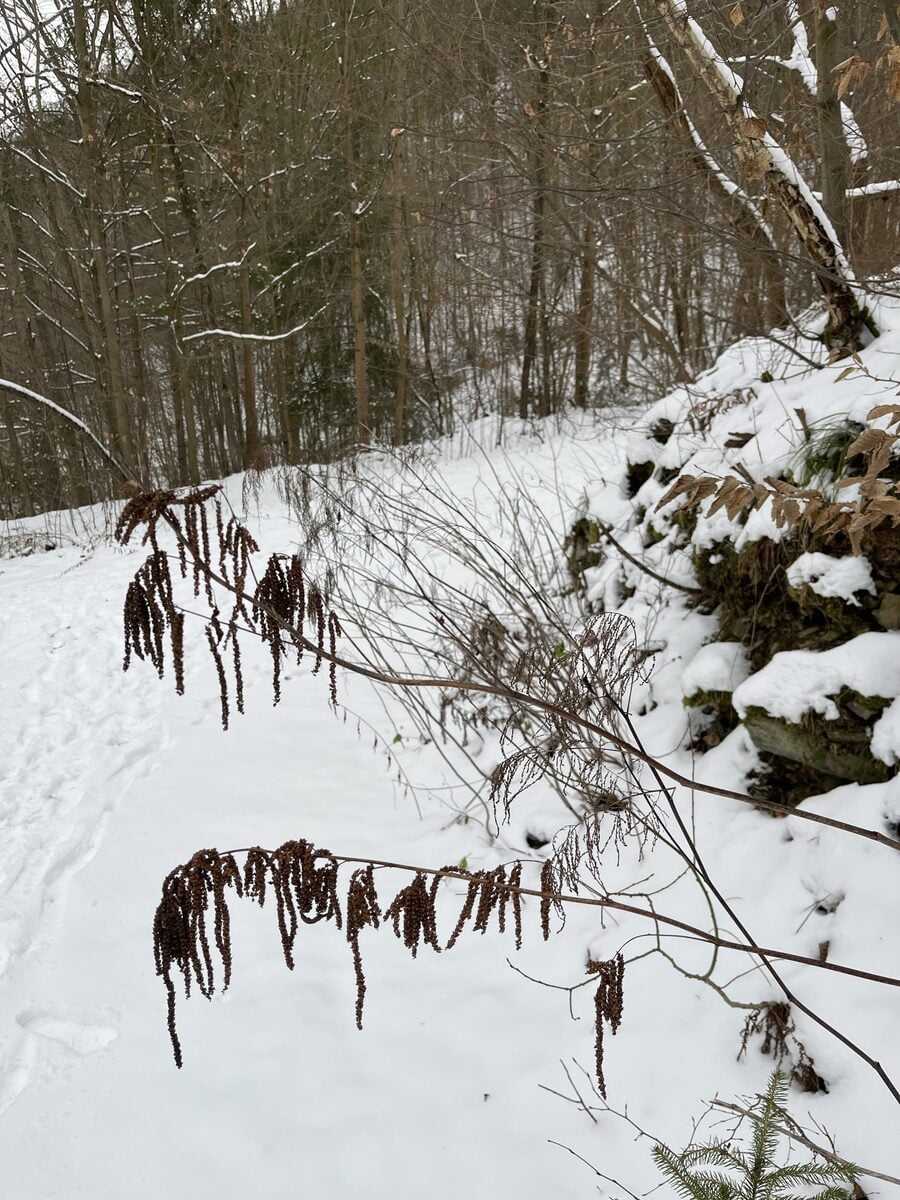 Aruncus dioicus - (Walter.)Fernald.