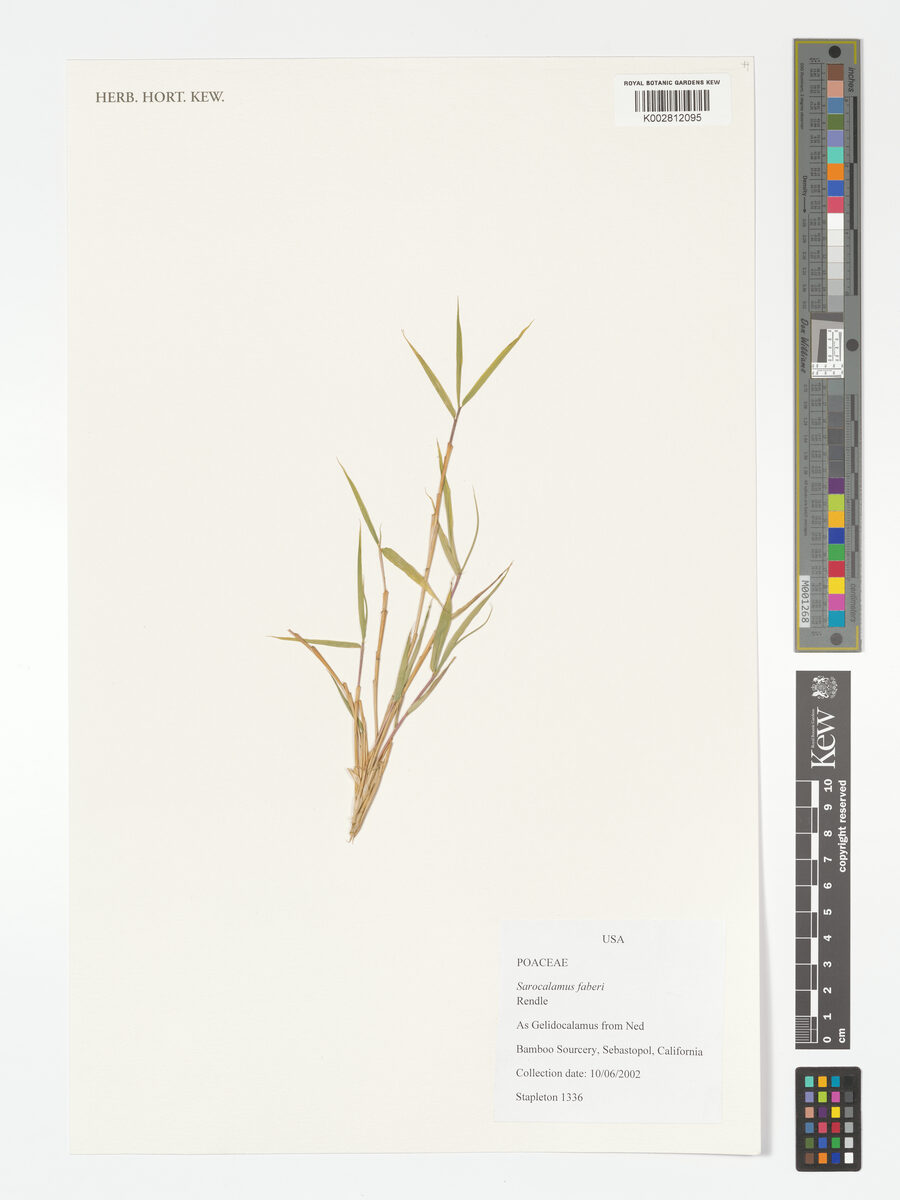 Arundinaria faberi — photo