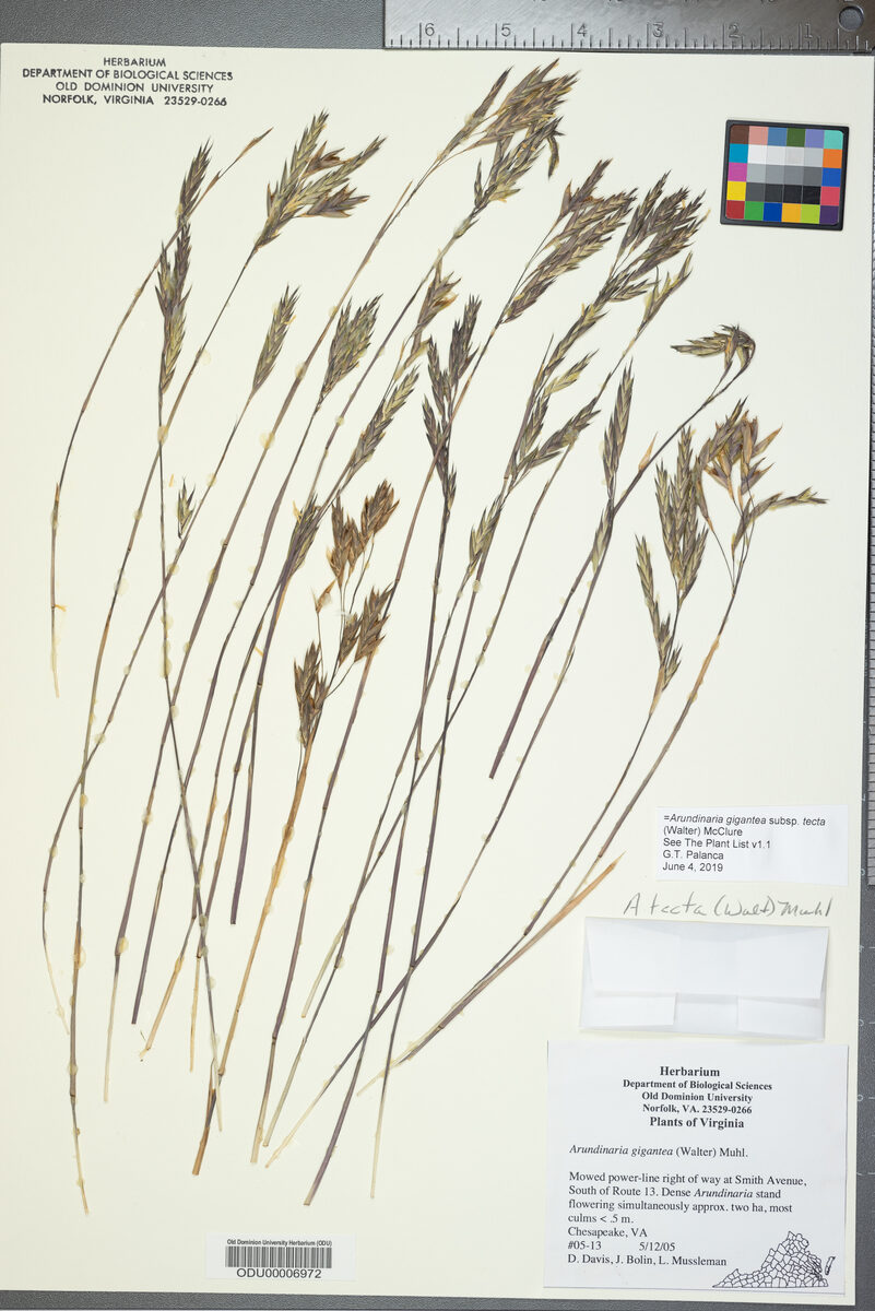 Arundinaria gigantea subsp. tecta (Switch cane bamboo) — photo