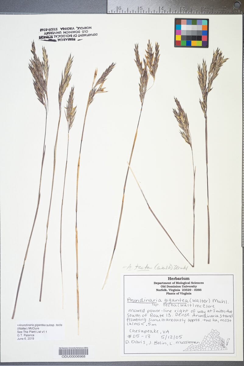 Arundinaria gigantea subsp. tecta (Switch cane bamboo) — photo