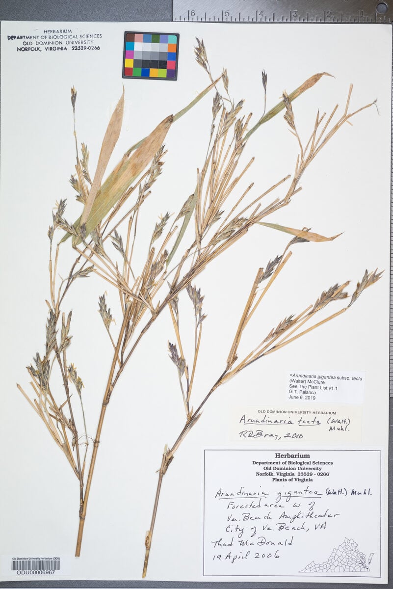 Arundinaria gigantea subsp. tecta