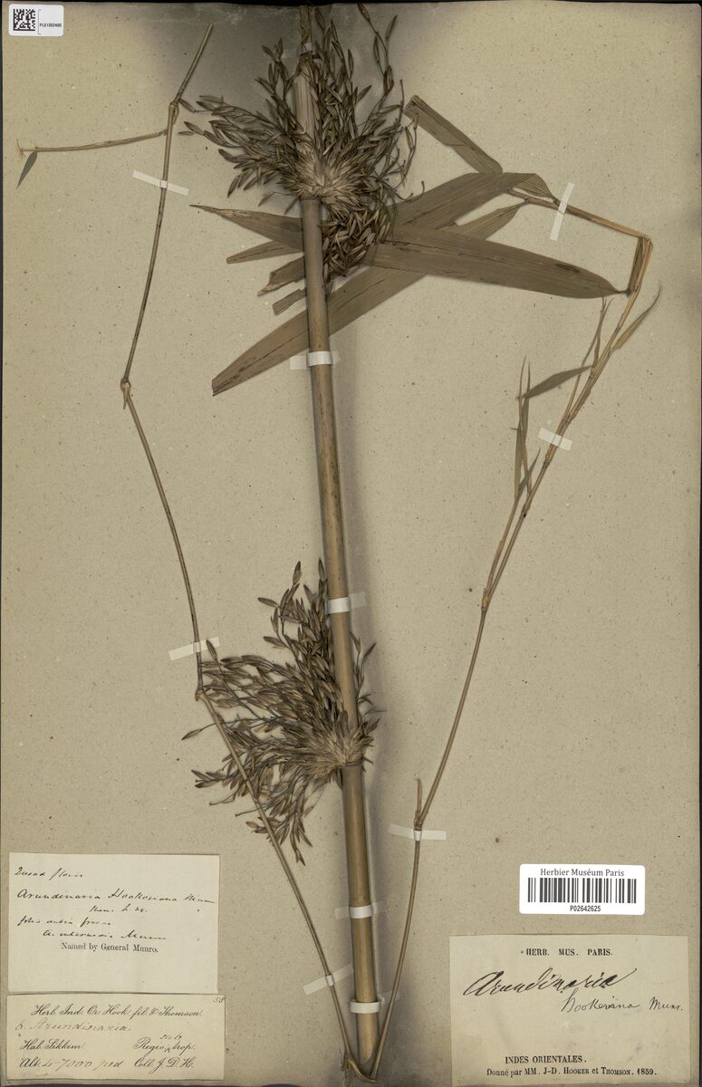 Arundinaria hookeriana (Pareng) — photo
