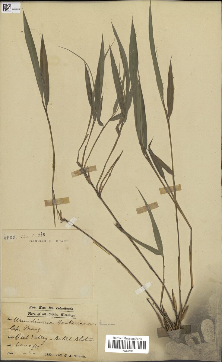 Arundinaria hookeriana (Pareng) — photo