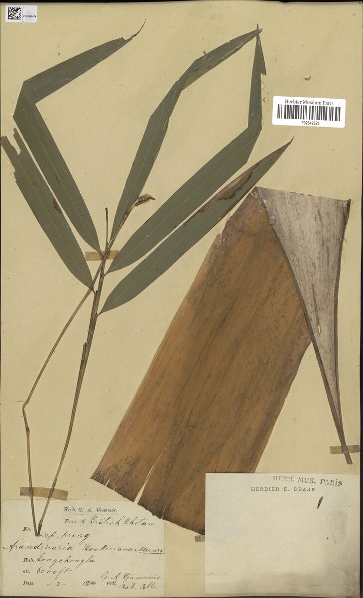 Arundinaria hookeriana