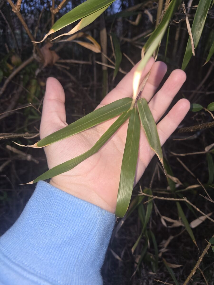 Arundinaria spp (Running Bamboo) — photo
