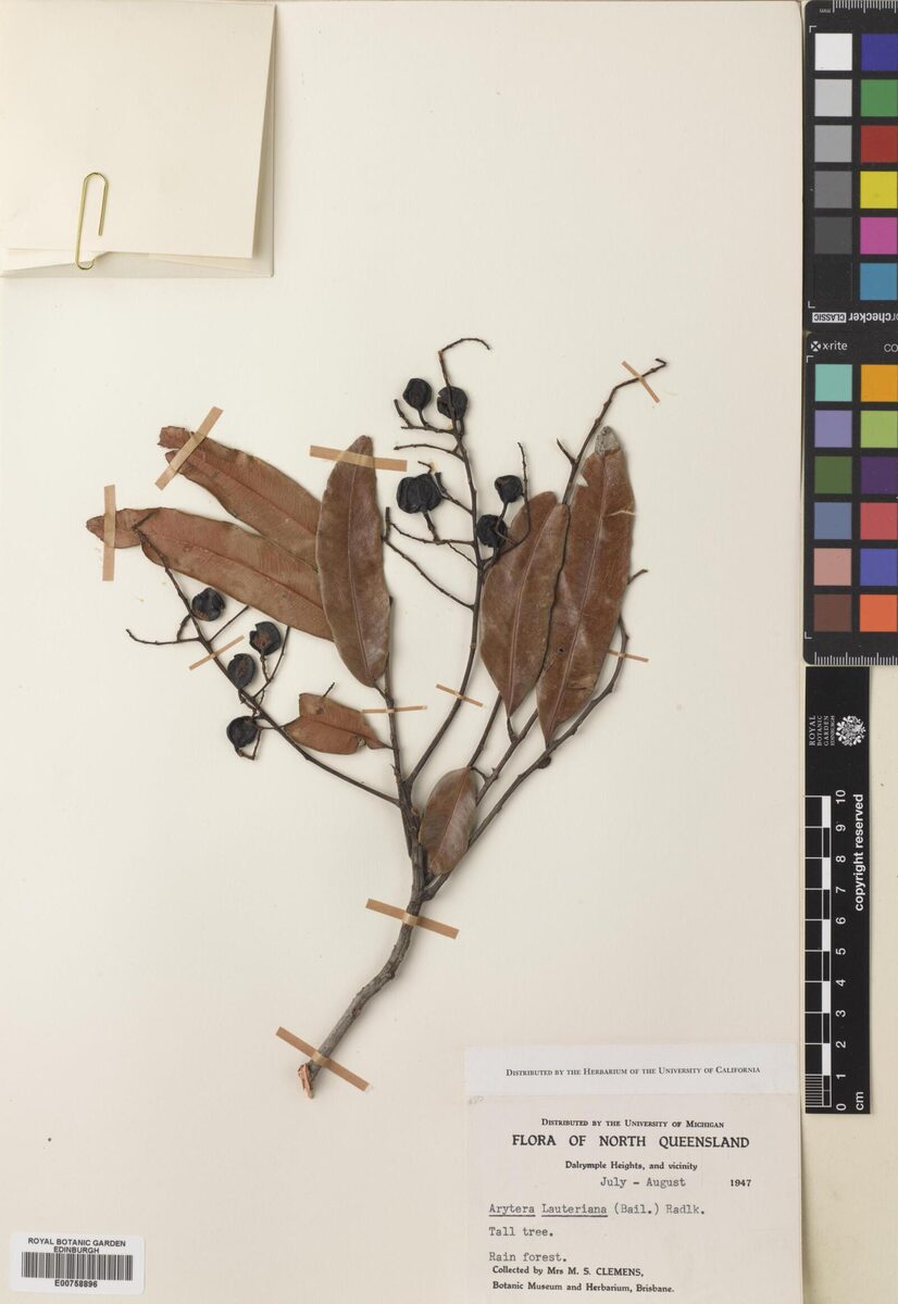 Arytera lautereriana (Corduroy tamarind) — photo