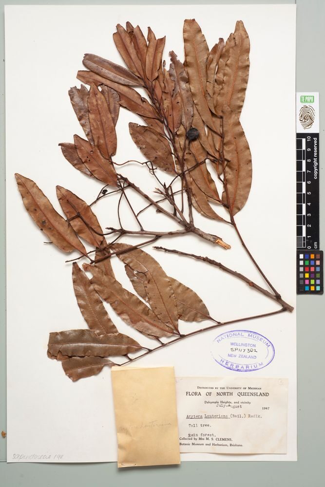 Arytera lautereriana