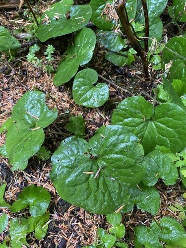 Asarum caudatum (Wild Ginger) — photo