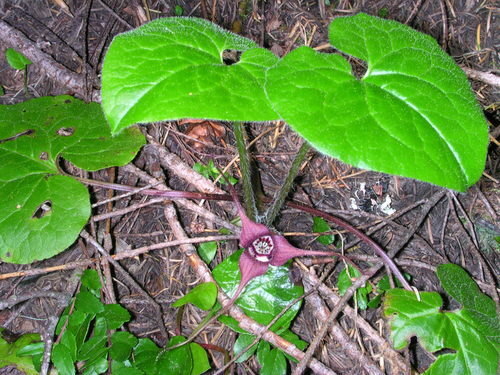 Asarum caudatum (Wild Ginger) — photo