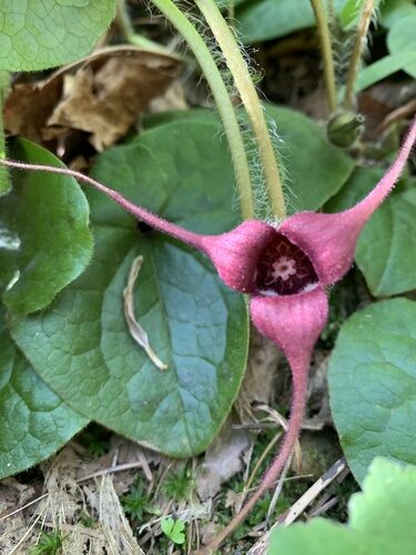 Asarum caudatum