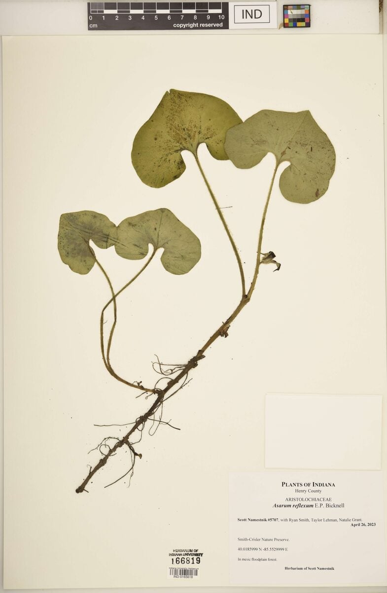 Asarum reflexum