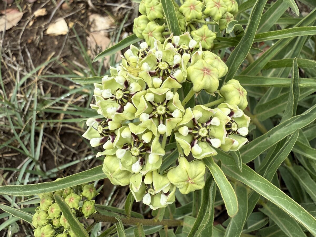 Asclepias asperula subsp. capricornu (Antelope horn) — photo
