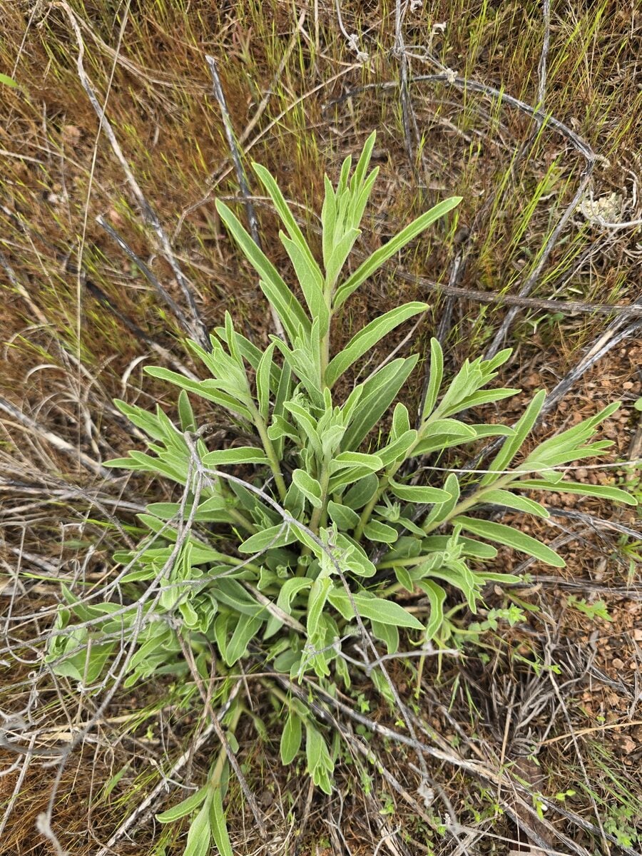 Asclepias asperula subsp. capricornu (Antelope horn) — photo