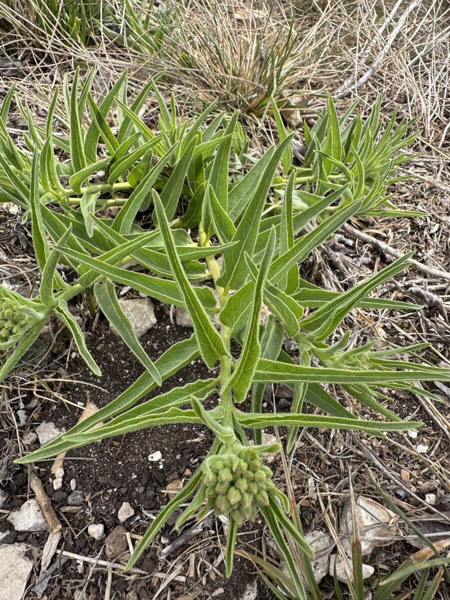 Asclepias asperula subsp. capricornu