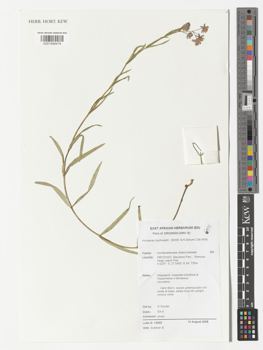 Asclepias buchwaldii (Cartwheels) — photo