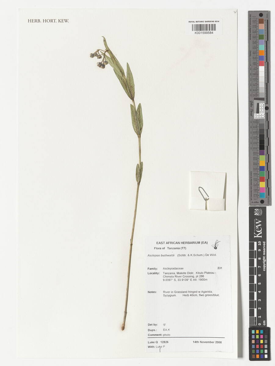 Asclepias buchwaldii (Cartwheels) — photo